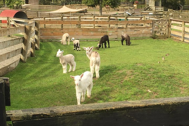 Experience the charm of the Auckland countryside with playful lambs and engaging sheep shearing displays a delightful way to connect with rural New Zealand life.